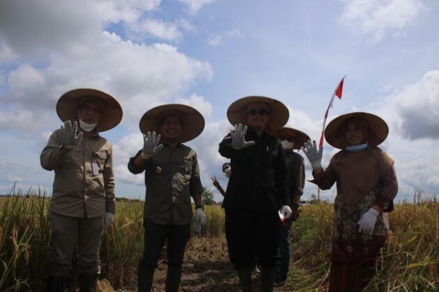Wakil Menteri Pertanian, Harvick Hasnul Qolbi bersama Bupati Sambas melakukan Panen Raya Padi Varitas Unggul Inpari 35 dan 37 di Desa Lanom, Kecamatan Pemangkat, Kabupaten Sambas, Kalimantan Barat. Panen Raya ini juga dihadiri Anggota Komisi IV DPR-RI, Maria Lestari