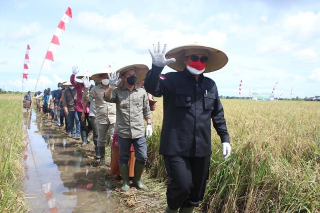 Wakil Menteri Pertanian, Harvick Hasnul Qolbi bersama Bupati Sambas melakukan Panen Raya Padi Varitas Unggul Inpari 35 dan 37 di Desa Lanom, Kecamatan Pemangkat, Kabupaten Sambas, Kalimantan Barat. Panen Raya ini juga dihadiri Anggota Komisi IV DPR-RI, Maria Lestari