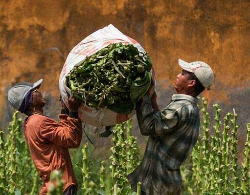 BPS Catat Upah Buruh Tani Naik 0,01 Persen pada September