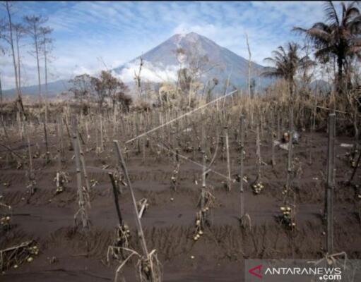 5.354,8 Hektare Lahan Perhutani Terdampak Erupsi Gunung Semeru