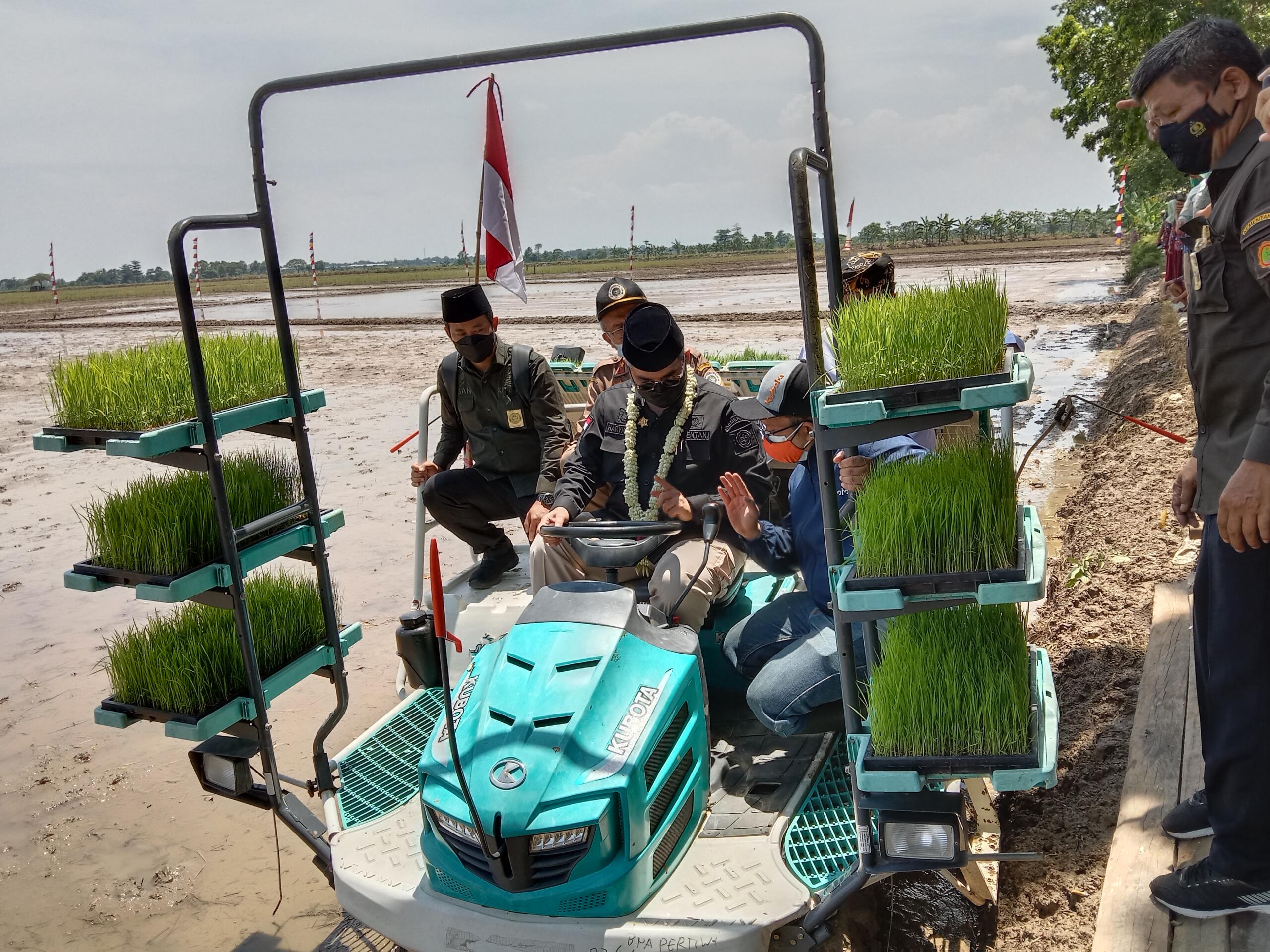 Wakil Menteri Pertanian (Wamentan), Harvick Hasnul Qolbi saat menjajal alat sistem pertanian (alsintan) berjenis Kubota Transplanter SPW-48c di Desa Guwa Lor, Kecamatan Kaliwedi, Kabupaten Cirebon, Kamis (2/12). Foto: AKTUAL/Hilmi 