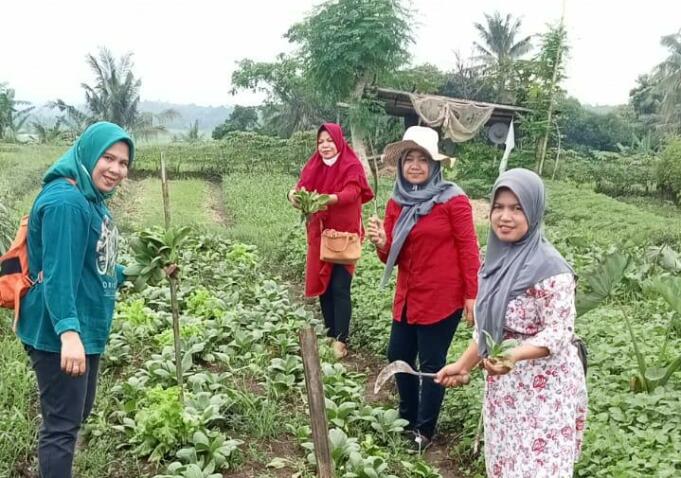 Salah satu program desa Sukorambi dalam pembinaan dan pemberdayaan petani sayur. Foto: Aktual/Aminudin Aziz