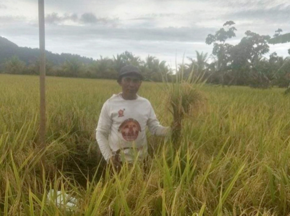 Salah seorang petani dari Kabupaten Sambas saat menujukkan hasil panen padi dari bantuan Kementerian Pertanian melalui Wakil Menteri Pertanian (Wamentan), Harvick Hasnul Qolbi. Foto: Istimewa.