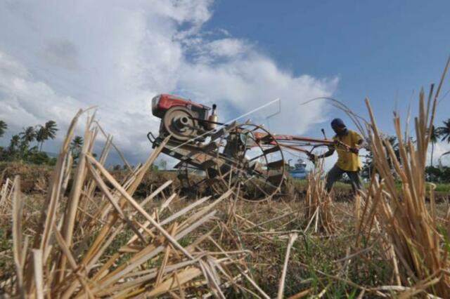 petani-berhenti-tanam-padi-pnmwfb-prv