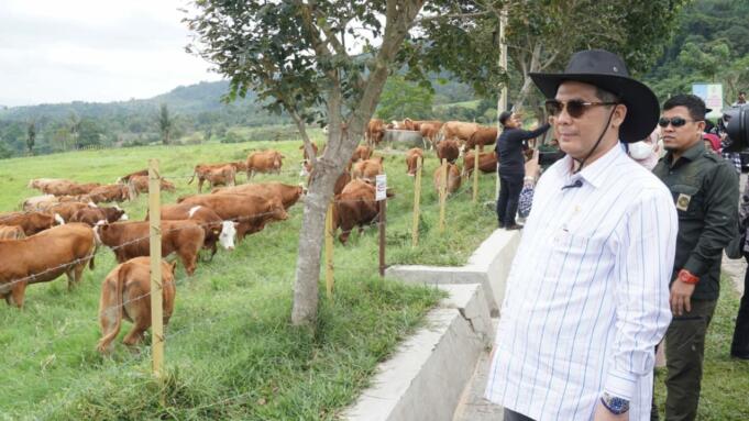 Wakil Menteri Pertanian (Wamentan), Harvick Hasnul Qolbi saat meninjau peternakan sapi di Kabupaten Lima Puluh Kota, Sumatera Barat, Minggu (28/11).