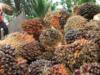 Pekerja menurunkan tandan buah segar (TBS) kelapa sawit