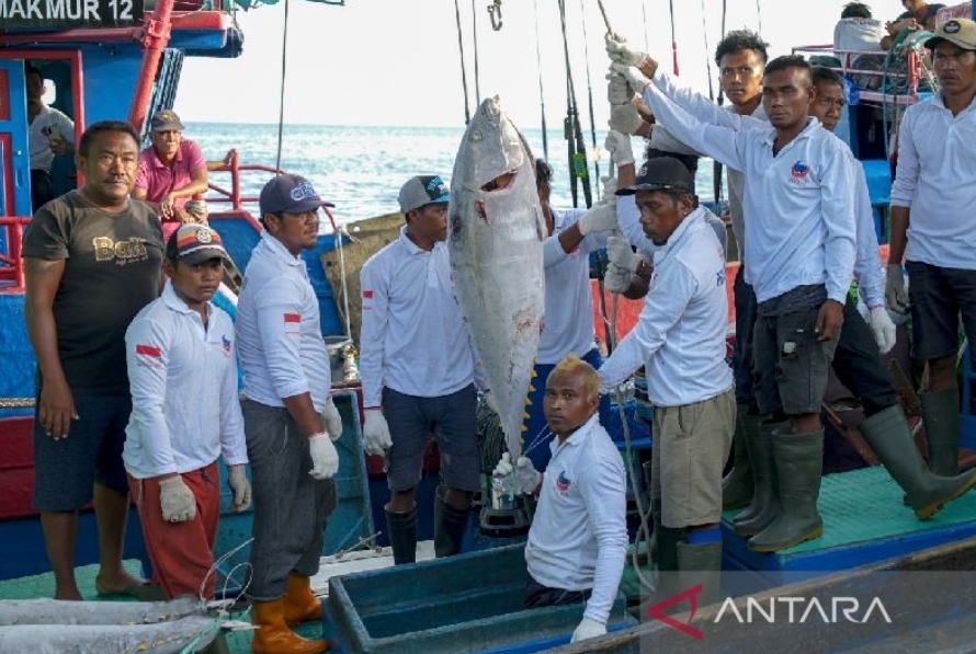 Ekspor Ikan Tuna Biak Ke Jepang Mencapai 5 3 Ton Pada Awal September