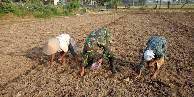 Ilustrasi TNI membantu menanam jagung