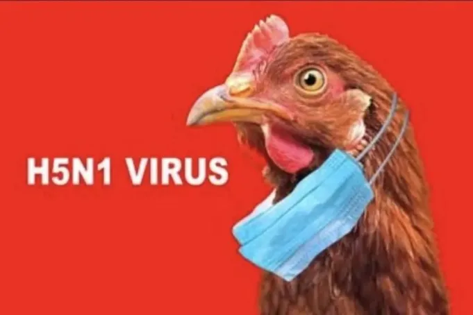 Ilustrasi - Flu Burung atau H5N1. (ANTARA/HO-Sutterstock)