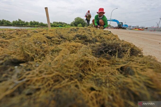 Petambak memanen rumput laut di Desa Karangsong, Indramayu, Jawa Barat. ANTARA FOTO/Dedhez Anggara/tom.