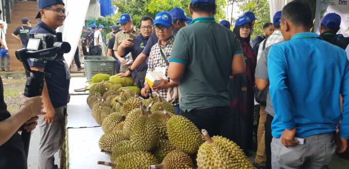 Bisnis durian hasilkan cuan