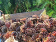 Harga TBS Sawit Swadaya Riau Naik, Umur 9 Tahun Tembus Rp3.533/Kg