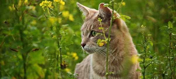 https://www.pexels.com/id-id/foto/kucing-oranye-tabby-di-samping-bunga-rapeseed-kuning-236603/