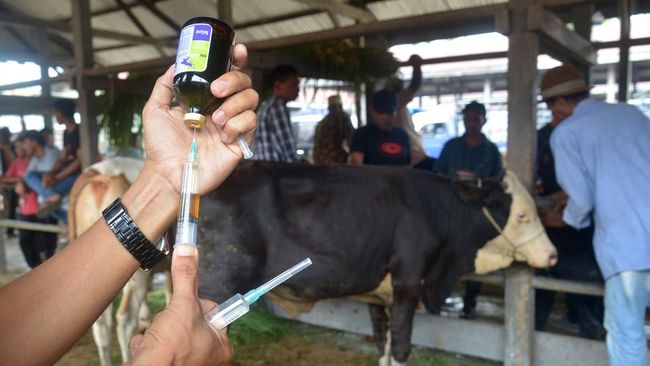 Petugas Kementan melakukan vaksinasi terhadap ternak sapi guna mencegah penyebaran penyakit Jembrana