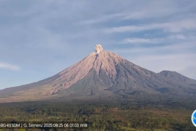 Gunung Semeru erupsi dengan tinggi letusan 700 meter di atas puncak pada Senin (25/8/2025) pagi. ANTARA/HO-PVMBG