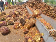 Kemendag Sebut Harga CPO Naik Disebabkan Rencana Penerapan Biodiesel 50 Persen Pekerja sedang menumpuk tandan buah segar di salah satu pabrik kelapa sawit di Abdya, Selasa (14//10/2025). ANTARA/Suprian