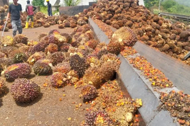 Pekerja sedang menumpuk tandan buah segar di salah satu pabrik kelapa sawit di Abdya, Selasa (14//10/2025). ANTARA/Suprian
