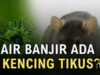 Hati-hati! Kencing Tikus Musim Banjir Bisa Membahayakan Nyawa