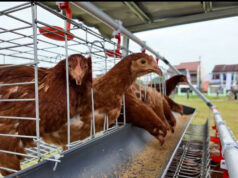 DPR Ingatkan Impor Ayam dan Beras AS Ancam Kedaulatan Pangan Nasional