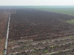 Kebakaran Lahan Sawit di Merbau Pelalawan Berhasil Dipadamkan