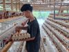 Pakar Kritisi Rencana Investasi Asing pada Ayam Petelur, Ungkap Akar Masalah Peternak