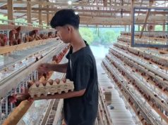 Pakar Kritisi Rencana Investasi Asing pada Ayam Petelur, Ungkap Akar Masalah Peternak