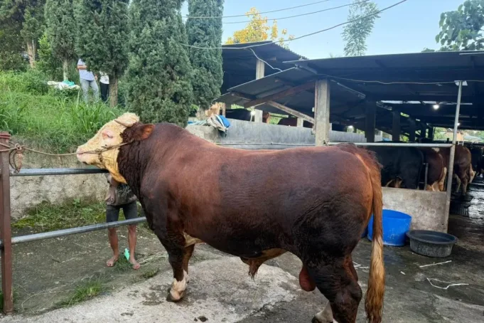 Sapi dengan bobot sekitar 1,1 hingga 1,2 ton terpilih oleh Presiden Prabowo untuk dikurbankan di Dayeuhkolot, Bandung, Jawa Barat. (ANTARA/HO-Pemkab Bandung)