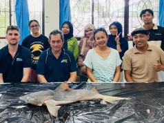 Sempat Dianggap Nyaris Punah, Tim Peneliti Unhas Temukan Kembali Populasi Hiu Gangga di Kalimantan