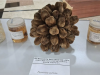 Soroti Minimnya Eksplorasi di Papua dan Kalimantan, Kepala BRIN Arif Satria Dorong Ekspansi Ekspedisi Flora Peneliti BRIN menemukan spesies flora baru di Indonesia yang ditampilkan pada kegiatan "BRIN Goes to Stakeholders and Society: Exposing New Species – Flora" di Jakarta pada Senin (25/5/2026). ANTARA/Lintang Budiyanti Prameswari.