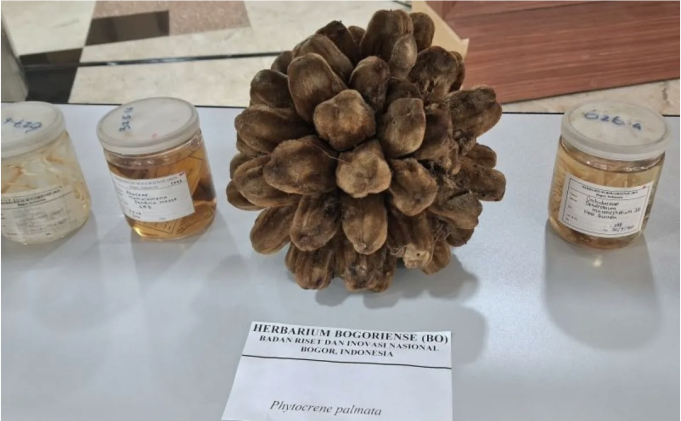 Peneliti BRIN menemukan spesies flora baru di Indonesia yang ditampilkan pada kegiatan "BRIN Goes to Stakeholders and Society: Exposing New Species – Flora" di Jakarta pada Senin (25/5/2026). ANTARA/Lintang Budiyanti Prameswari.