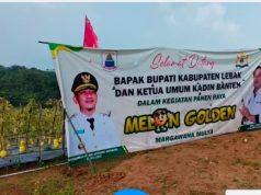 30 Ton Melon Premium Lebak Tembus Supermarket Jakarta, Bupati Hasbi dan Amal Jayabaya Siap Panen Raya