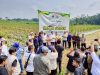 Bukti Nyata Panen Golde Melon Cileles, Bupati Hasbi Targetkan Lebak Jadi Penopang Pangan Nasional