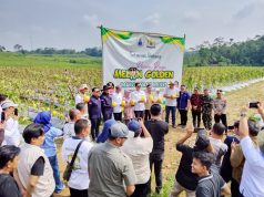 Bukti Nyata Panen Golde Melon Cileles, Bupati Hasbi Targetkan Lebak Jadi Penopang Pangan Nasional