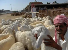Hormati Perbedaan Fikih, Kemenhaj Beri Tiga Opsi Pelaksanaan Dam bagi Jemaah Haji Ilustrasi - Seorang penjual domba memperlihatkan hewan kurban di kawasana Ka'kiyah, Makkah, Arab Saudi FOTO ANTARA/Maha Eka Swasta/ed/mes.