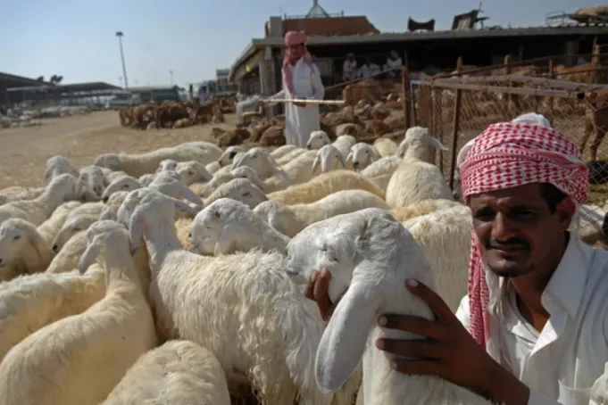 Ilustrasi - Seorang penjual domba memperlihatkan hewan kurban di kawasana Ka'kiyah, Makkah, Arab Saudi FOTO ANTARA/Maha Eka Swasta/ed/mes.