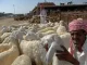Ilustrasi - Seorang penjual domba memperlihatkan hewan kurban di kawasana Ka'kiyah, Makkah, Arab Saudi FOTO ANTARA/Maha Eka Swasta/ed/mes.
